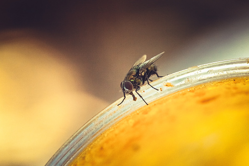 A common housefly sitting on a glass rim with bokeh light in the background. High resolution macro color photograph with copy space and horizontal composition. Orange, brown and yellow in color.