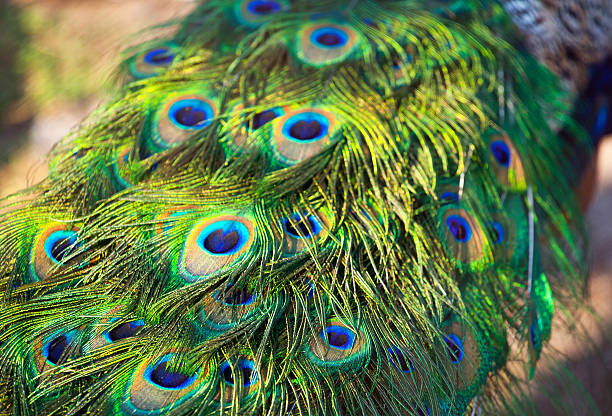 istock Adult male peacock's tail. 638168024
