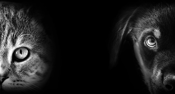 cat and dog portrait in dark