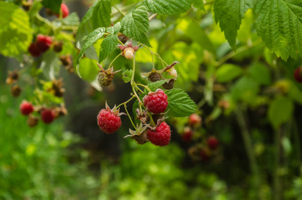 istock ripe red raspberries on the bush 638168722