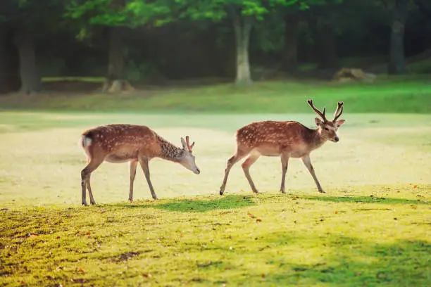 Photo of sacred sika deers at Nara park in the morning