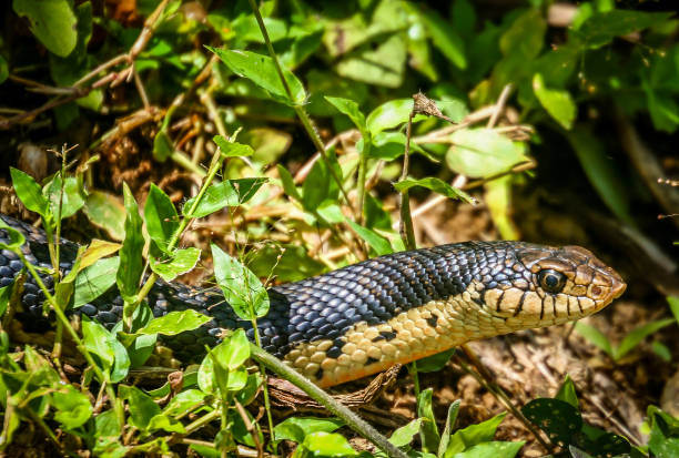 istock Black snake in Madagascar jungle 638169044