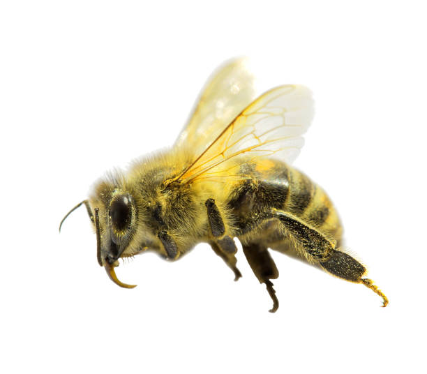 istock Bee closeup. Isolated photo.  on a white background. 638170142