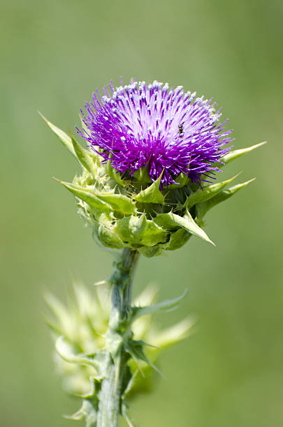 Close up of purple milk thistle flower, Silybum marianum. Sunol, California, USA.