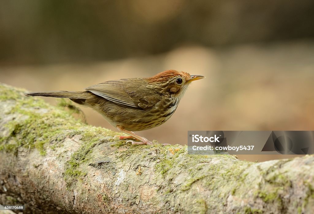 Puff-throated Babbler (Pellorneum ruficef) beautiful Puff-throated Babbler (Pellorneum ruficef) in Thai forest Animal Stock Photo