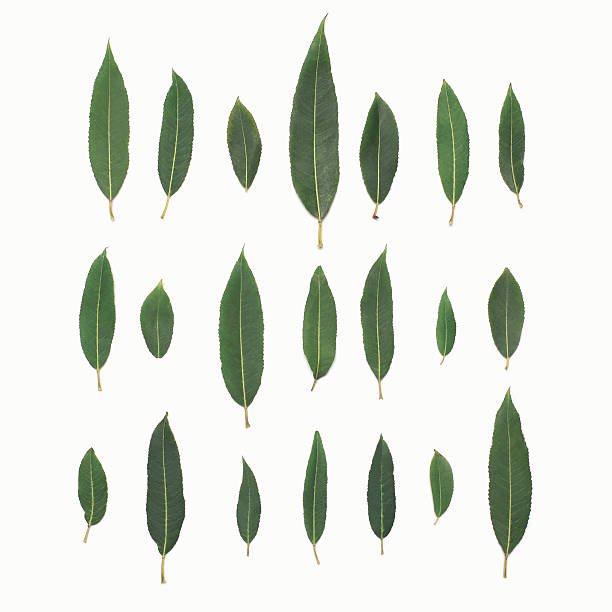 istock Green leaves plant willow isolated on a white background 638170726