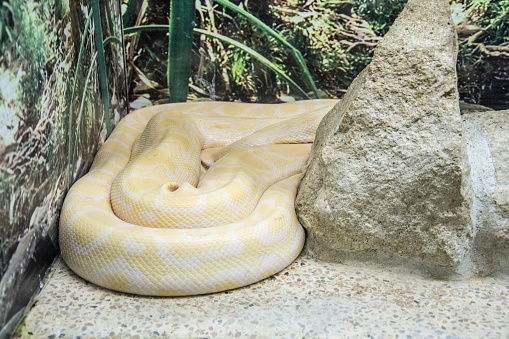 Burmese Yellow Python