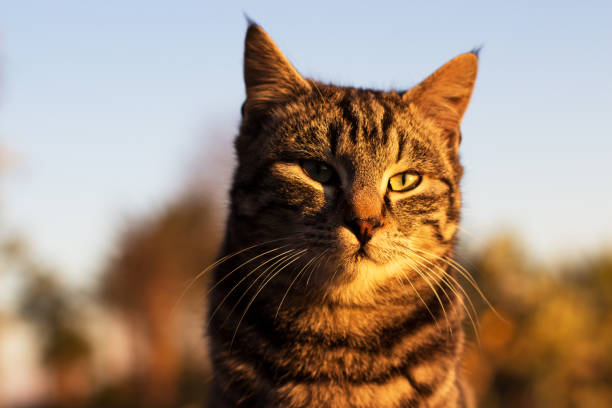 istock domestic cat on sunrise 638171238