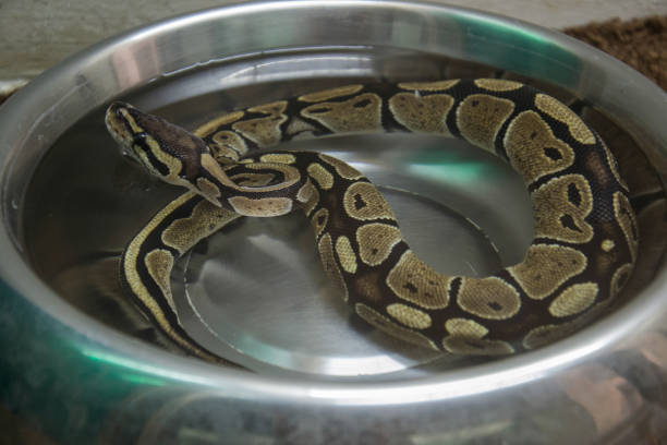 380+ Ball Python Coiled Up Stock Photos, Pictures & Royalty-Free Images ...