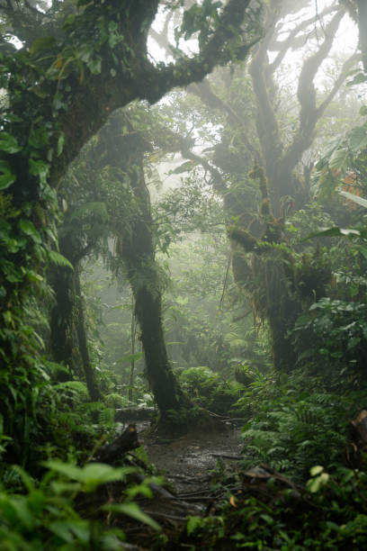 istock Deep in lush foggy rainforest 638171738