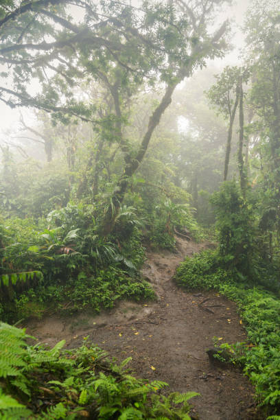 istock Deep in lush foggy rainforest 638171808