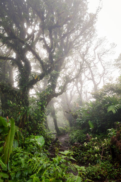istock Deep in lush foggy rainforest 638172840