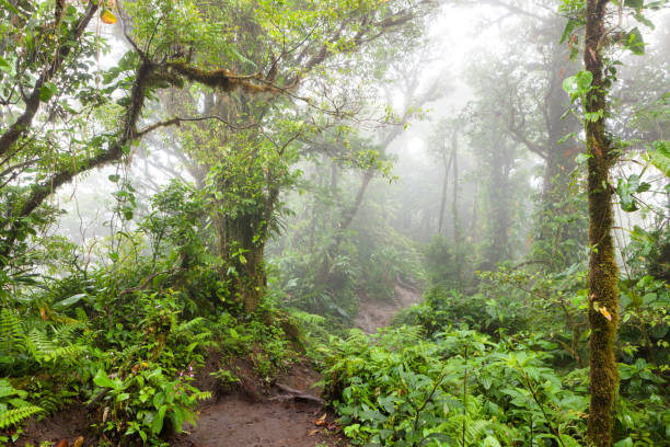 istock Deep in lush foggy rainforest 638172920