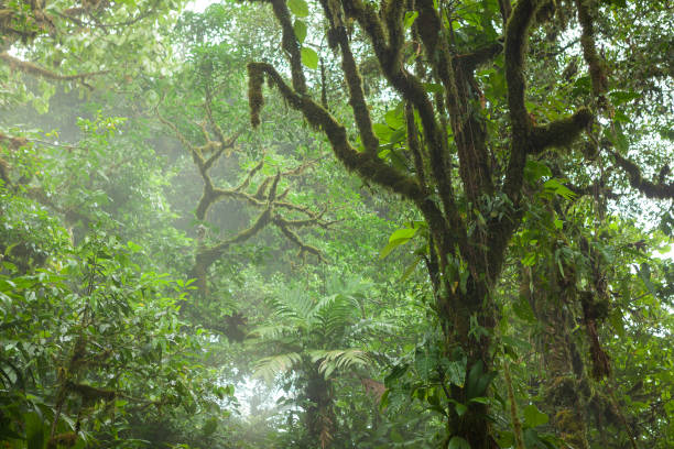 istock Deep in lush foggy rainforest 638172966