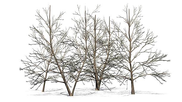 istock Korean Stewartia trees in winter with shadow - isolated 638173816