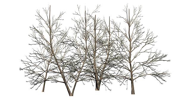istock Korean Stewartia trees in winter - isolated on white background 638174064