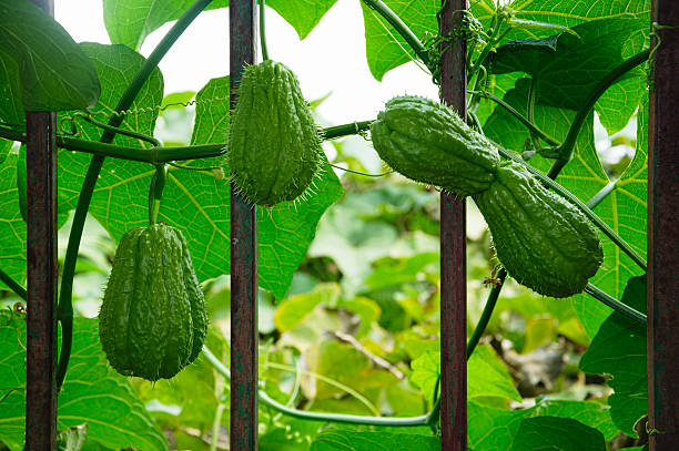 christophine or chayote fruits and leaves stock photo