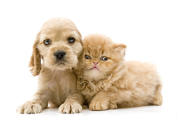 istock cat and dog portrait 638174408