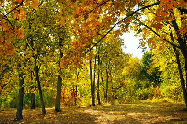 istock autumn forest and  yellow leaves 638174716