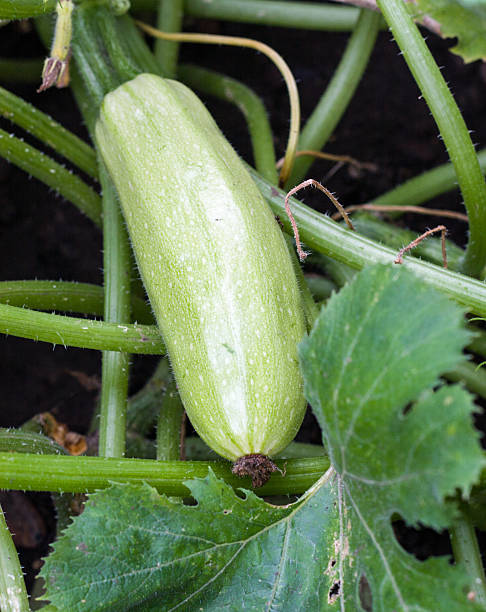istock squash growing on a bush in the garden 638180818