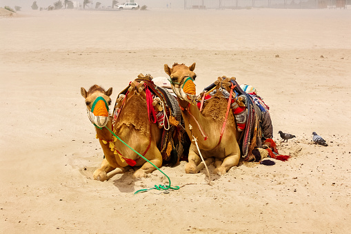 Camels rest during a guided tour through Egypt’s Giza Pyramids.
