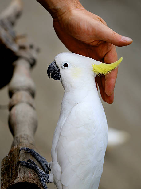 istock Beautiful white cockatoo 638180944