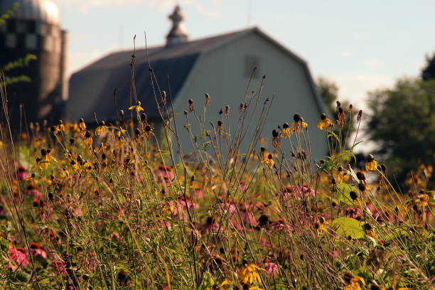 istock Wildflowers behind the barn 638181180