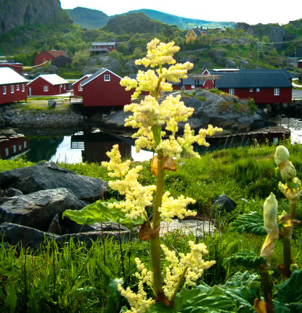 stamsund, vila de pescadores da noruega com planta amarela em primeiro plano - vestvagoy - fotografias e filmes do acervo