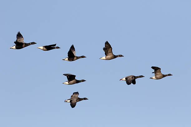 istock Brent goose, Branta bernicla 638181862