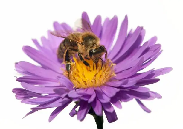 detail of bee or honeybee in Latin Apis Mellifera, european or western honey bee sitting on the violet flower isolated on white background, golden honeybee on flower