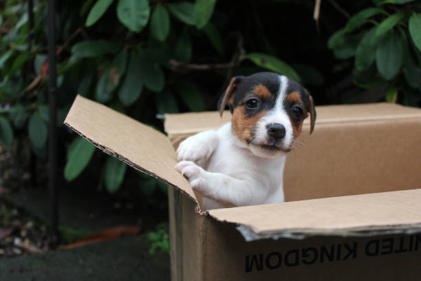 istock Jack Russell Puppy 638184670