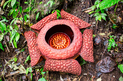 Stock photo of blooming Rafflesia Arnoldii in a rainforest on the island of Sumatra, near Bukittinggi, Indonesia. It is producing the largest individual flower on earth. It has a very strong odour of decaying flesh, earning it the nickname 