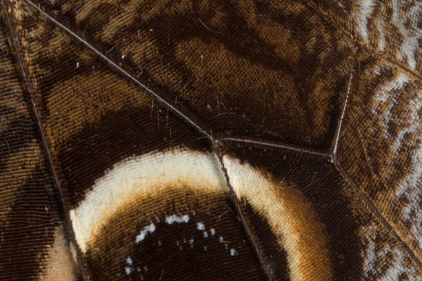 Butterfly wing close up stock photo