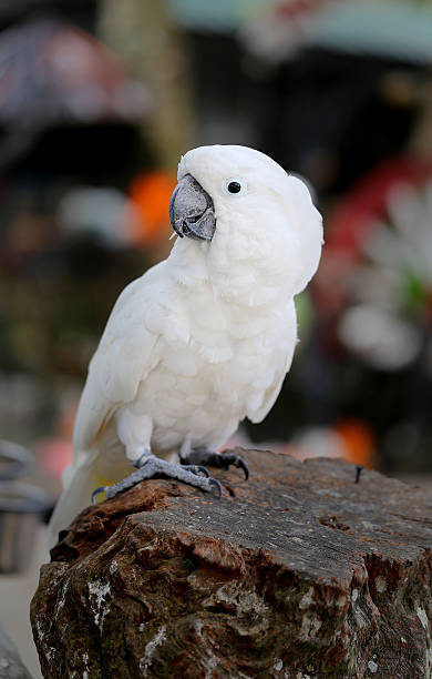 istock Beautiful white cockatoo 638185124