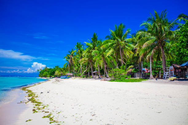 istock Beautiful tropical beach with palm trees, white sand, turquoise ocean 638185782