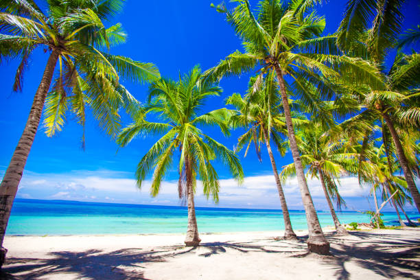 istock Beautiful tropical beach with palm trees, white sand, turquoise ocean 638186548