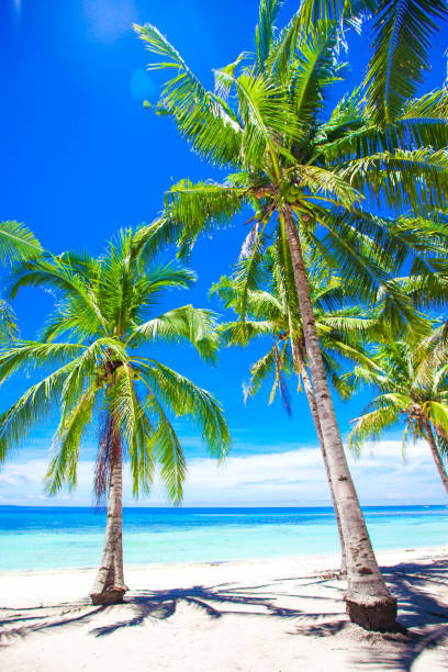 istock Beautiful tropical beach with palm trees, white sand, turquoise ocean 638186636
