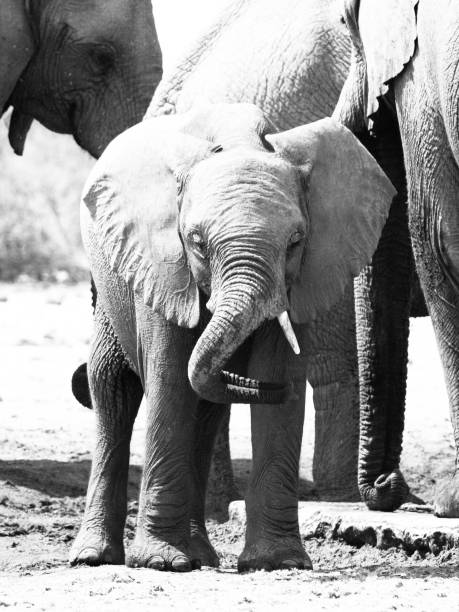 istock Young baby elephant playing with its trunk in the middle 638186878