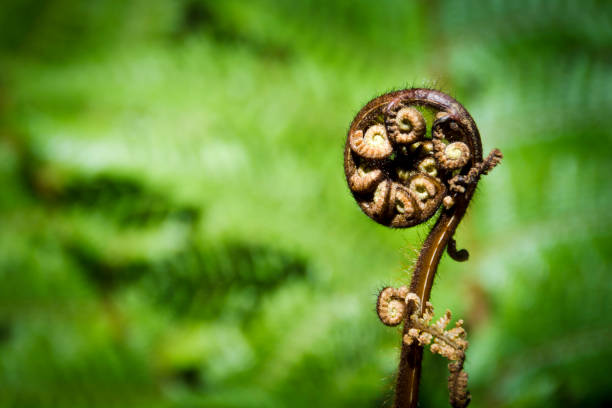 istock New Zealand fern 638186994
