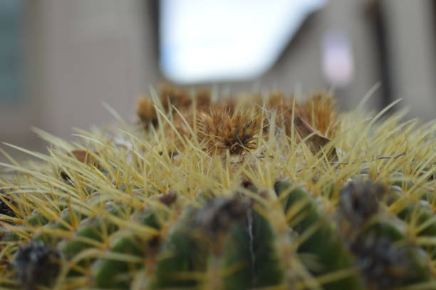 istock Top of a Cactus 638187910