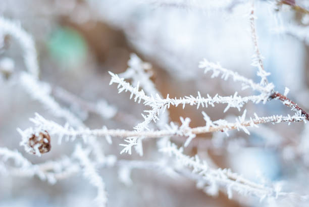 istock Winter background of snow and branches 638188364