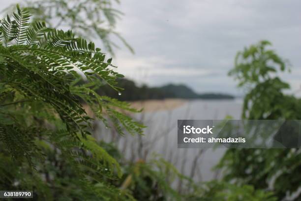 Grass And Beach Stock Photo - Download Image Now - Beach, Beauty In Nature, Branch - Plant Part