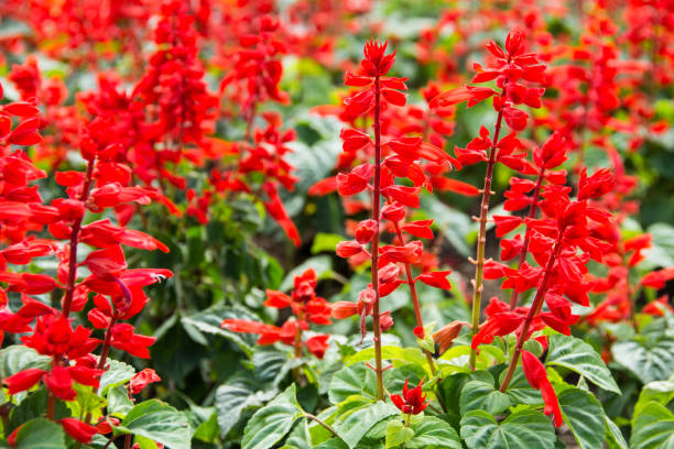 Many Red flowers stock photo
