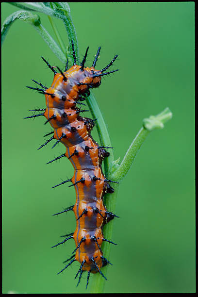 Gulf Fritillary Caterpillar, Oklahoma stock photo