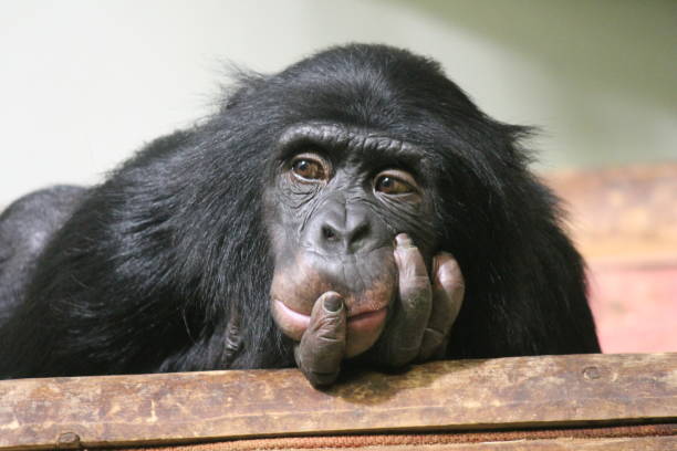 Chimp Common chimpanzee (Pan troglodytes) ape monkey head in hands stock photo