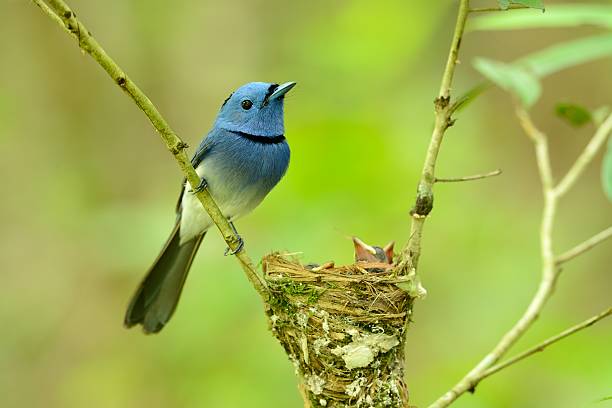 istock male black-nape monarch 638190644