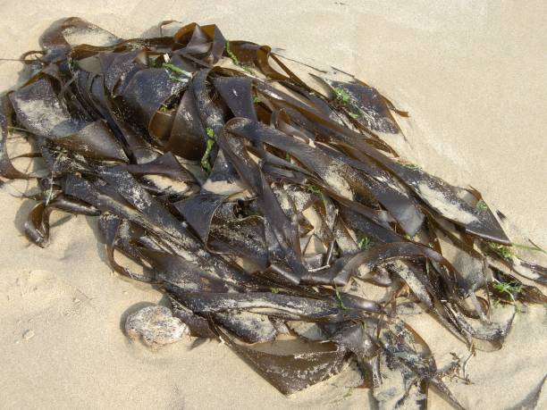 istock Low tide. Seaweed (Kelp) on the sand 638190850