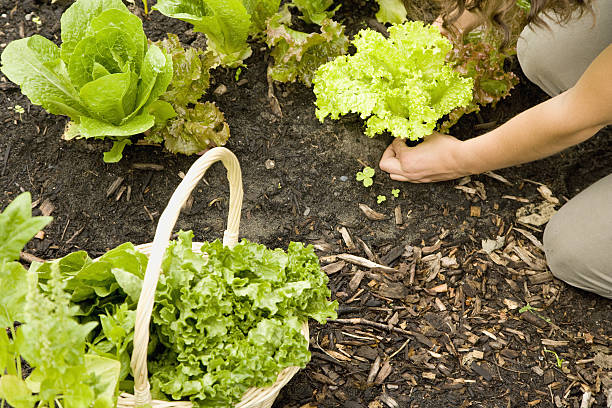 Woman picking lettuce growing in community garden
