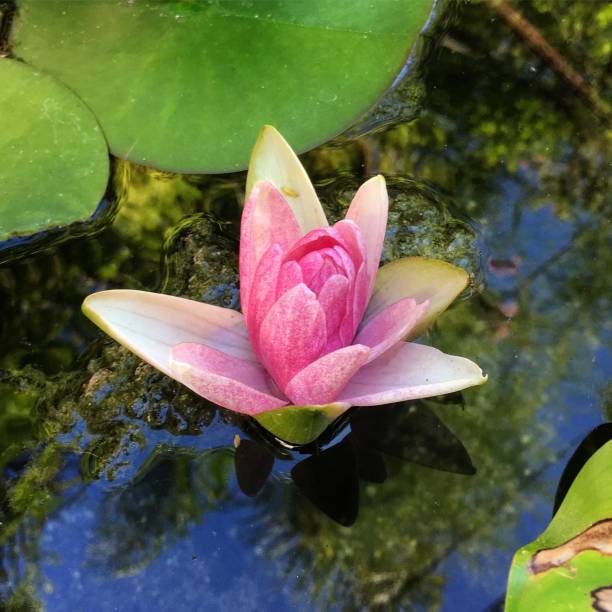 waterlily - water hyacinth water plant pond nobody imagens e fotografias de stock