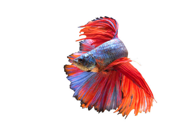 istock Siamese fighting fish isolated on white background 638193114